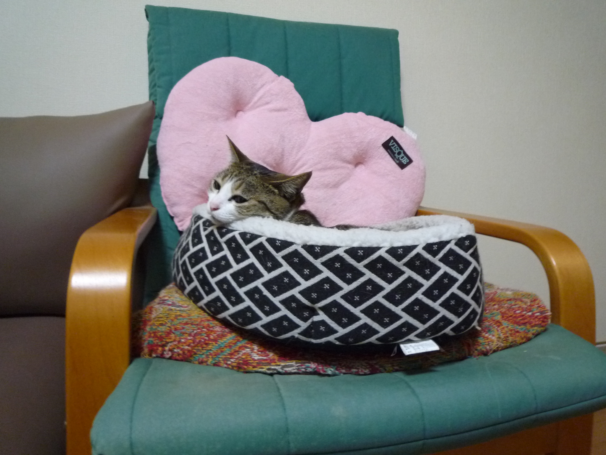 あんず1歳♀ですが何か?